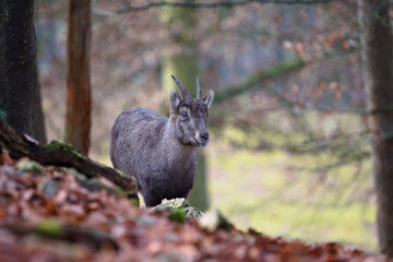 Closeup of a goral in the forest