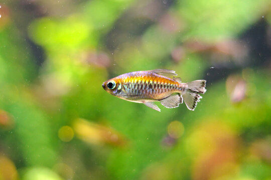 Closeup Of A Small Yellow Fish Under The Water