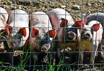 Closeup of pigs behind the wire fence under the sunlight