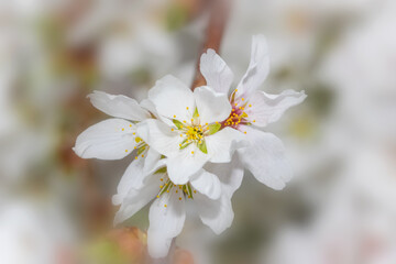 Close up shot of spring bloom , selective focus