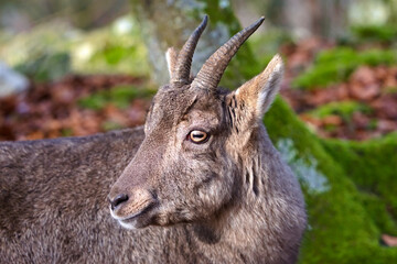 Closeup of a goral in the forest - obrazy, fototapety, plakaty