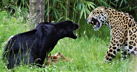 Couple of jaguars roaring on each other