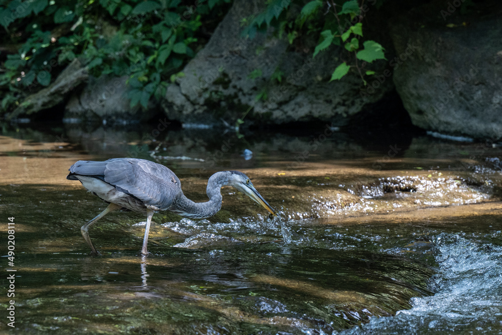 Sticker Gray heron wading in water