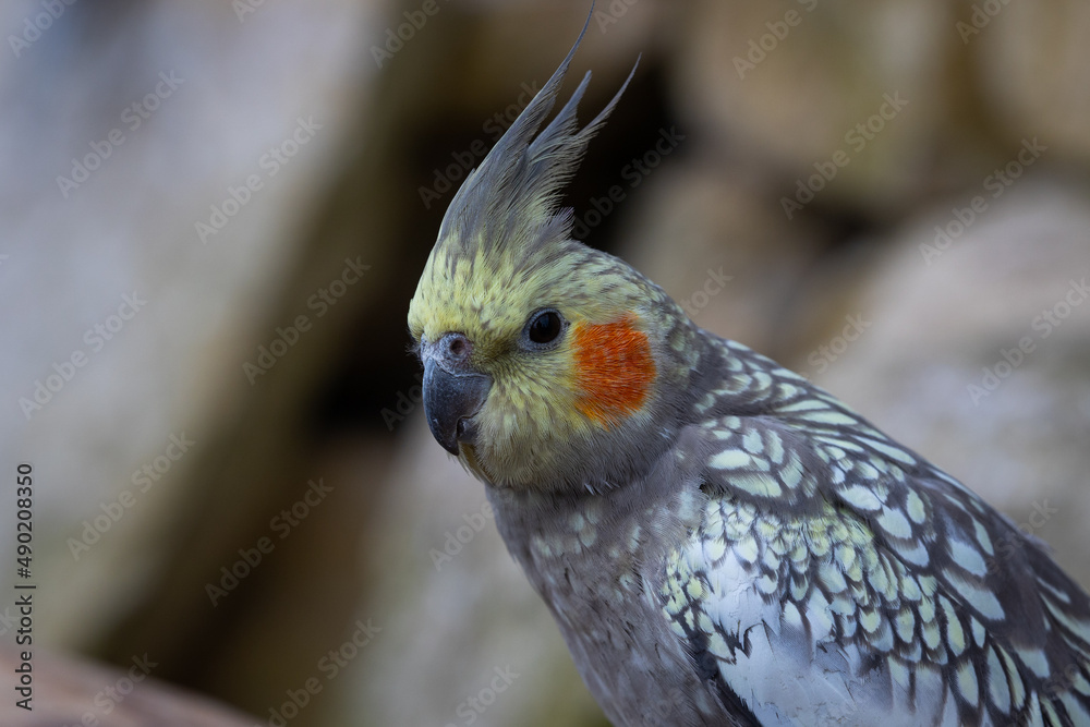 Wall mural Closeup of a cute parrot on a blurred background