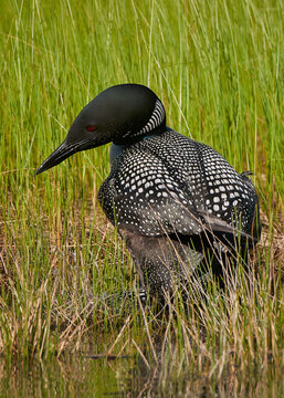 Selective Of A Yellow-billed Loon (Gavia Adamsii) In Grass