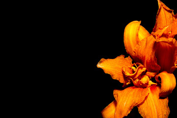 Closeup shot of an orange flower on black background
