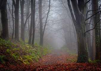 Beautiful foggy view of Hoia Forest trees in Cluj-Napoca, Romania