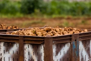 Gordijnen Closeup shot of local potatoes in the chitting trays  after harvested from Xylofagou Cyprus © Evangelos Tsakiris/Wirestock