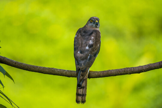 Large hawk-cuckoo bird perched on the branch and looking curiously towards the camera