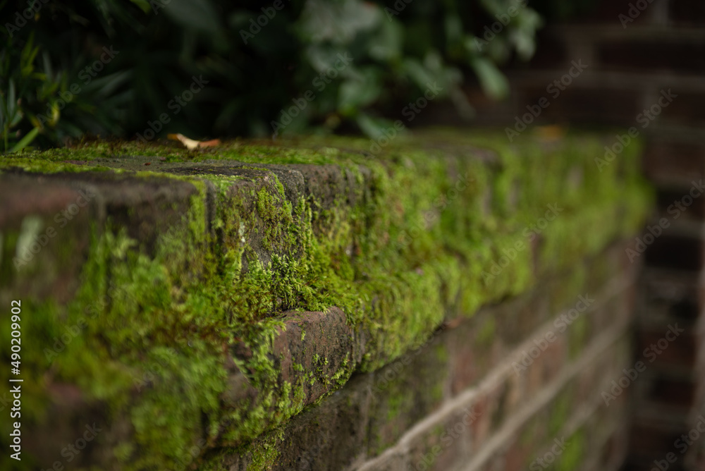 Sticker closeup shot of moss on a brick wall outdoors