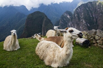 Llamas silvestres © fabiola