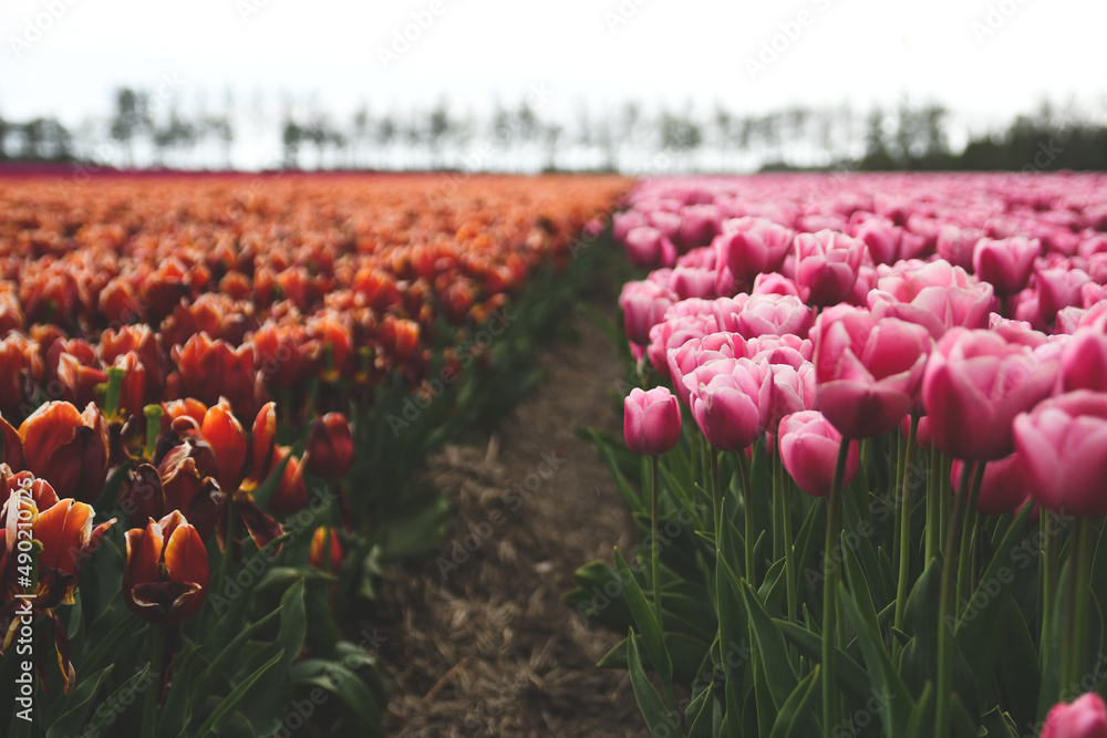 Canvas Prints Beautiful view of blooming pink and red tulips in the field