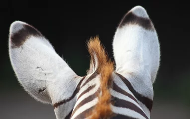 Fotobehang Close-up shot of zebra ears on the blurred background. © Buellom/Wirestock