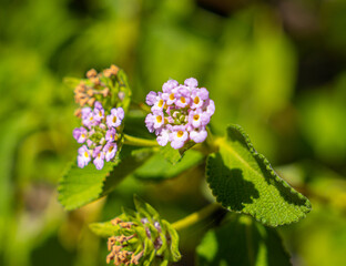 Arecibo Puerto Rico Pink Flower