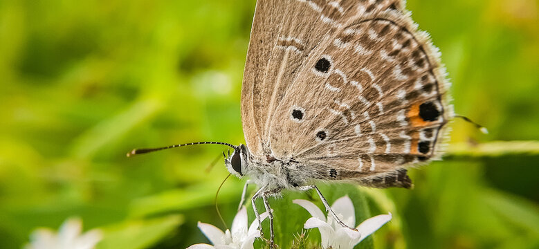 Macro shot of a tiny grass blue (Zizula hylax) butterfly on white flowers