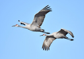 Flight of grus cranes in the blue sky
