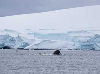 Natural view of humpback whale fluke in Antarctica