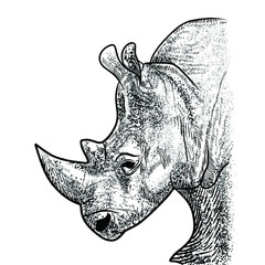 sketch of rhino