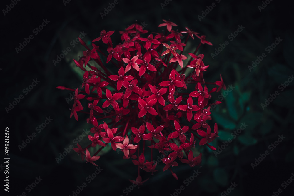 Sticker closeup shot of blooming dark pink jungle geranium flowers