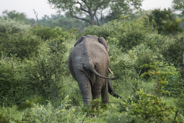 Adorable wild elephant from behind walking in the dense forest on a sunny day