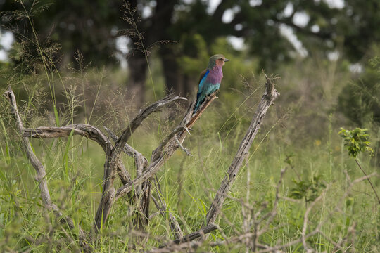 Colorful European roller (Coracias garrulus) perched on a dry branch of a bush in the park or forest