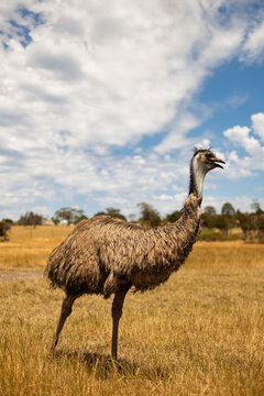 Vertical Shot Of An Emu Walking Through Australian Grasslands