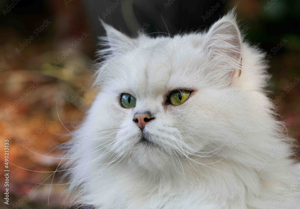 Sticker portrait of a cute white fluffy cat