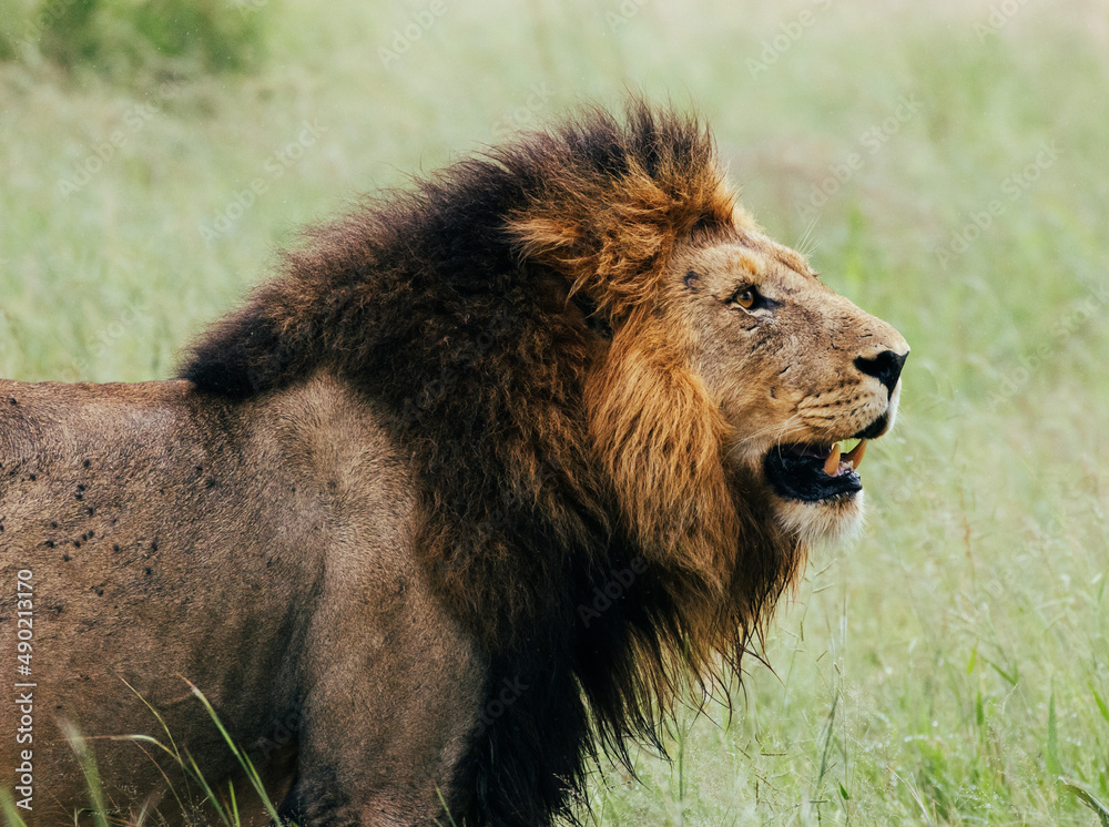 Poster Shallow focus shot of dominant Mjejane male lion in the forest with green grass on background