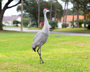 Sandhill crane in a grassland © Jared Marshall/Wirestock