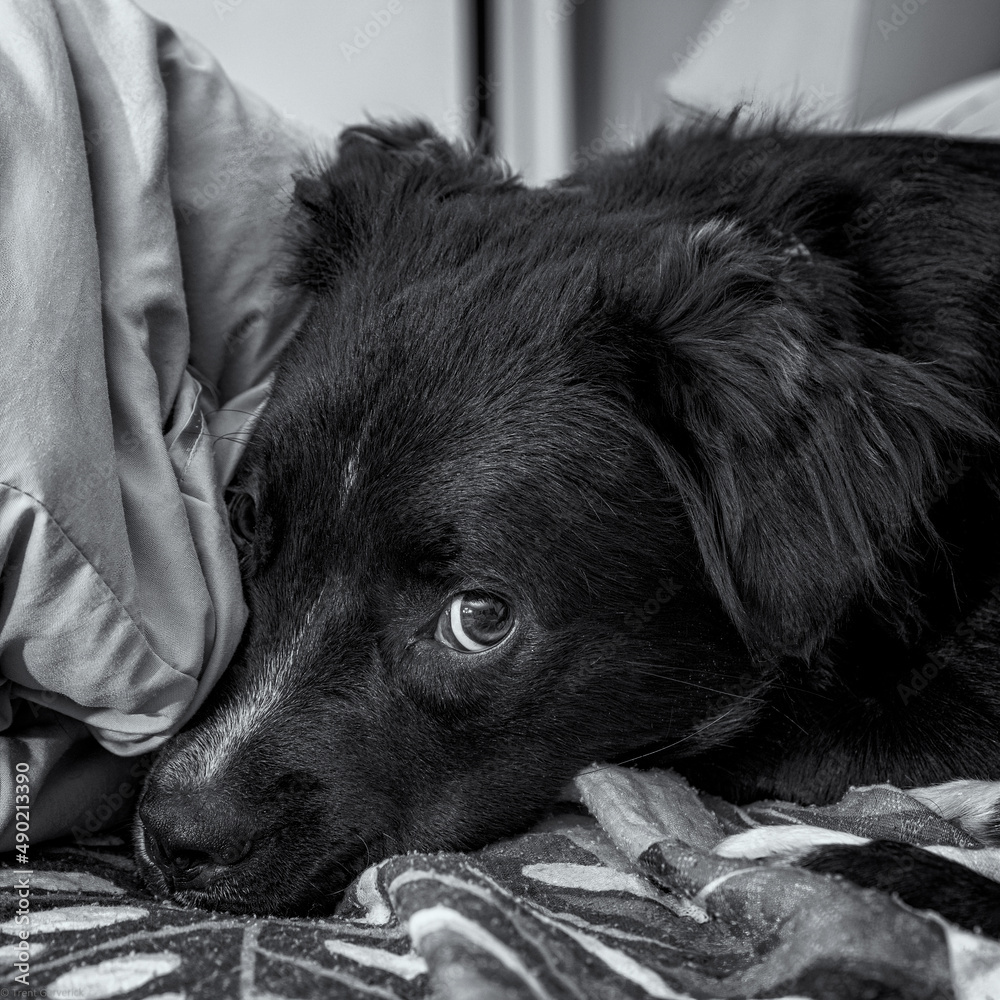 Wall mural adorable black dog lying in bed looking up