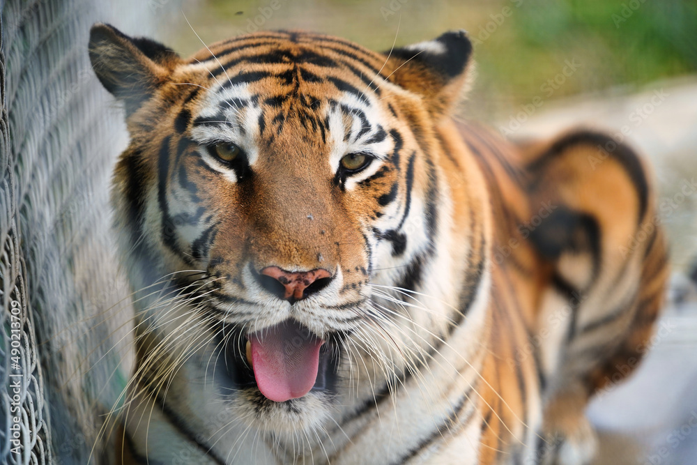 Poster Closeup shot of the dangerous tiger in the cage