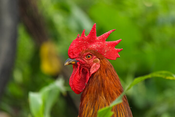 Indian Breed Red Headed Cock. India