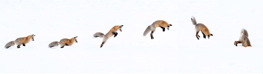 Action sequence of a fox jumping and diving into snow - obrazy, fototapety, plakaty