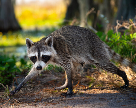 Cute raccon in a park