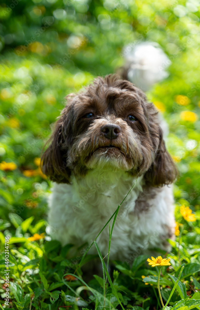 Canvas Prints selective focus shot of a shih tzu on the grass