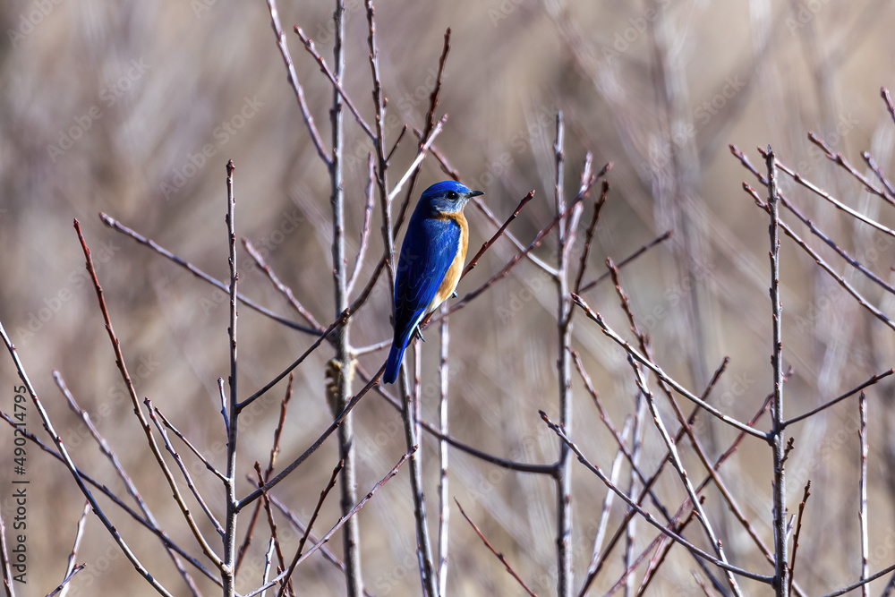 Poster Bright blue bird sitting on the branch with the blurred background