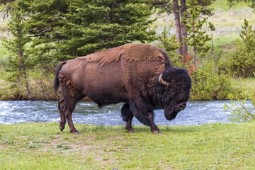 American bison grazing on a field along the river © Thomas Kemble/Wirestock
