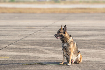 Brown German Sheepdog Sitting On Road In Sunny Day. The border troops demonstrate the dog's ability to detect violations and neutralize terrorists.
