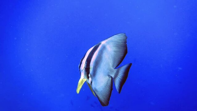 Underwater seascape of zebra fade fish swim near coral reef, Maldives