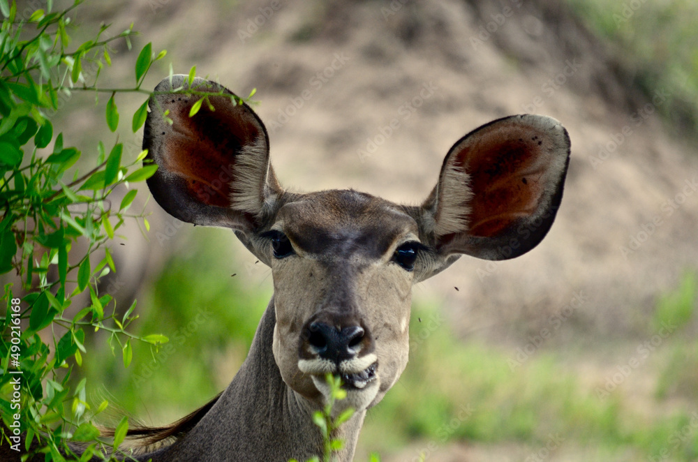 Wall mural Closeup shot of Kudu