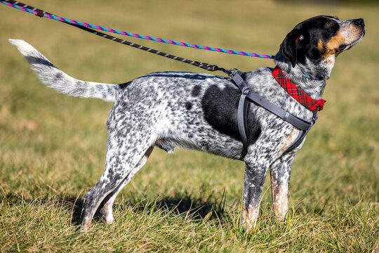 View of the beautiful Bluetick Coonhound on the leash in field