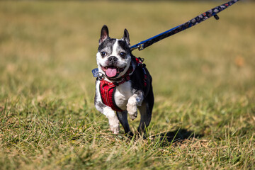 View of the Boston terrier on the leash running in the field
