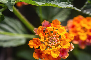flor de lantana cámara que es polinizada