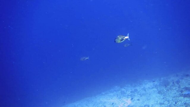 underwater view of bottom coral reef with fishes, Maldives