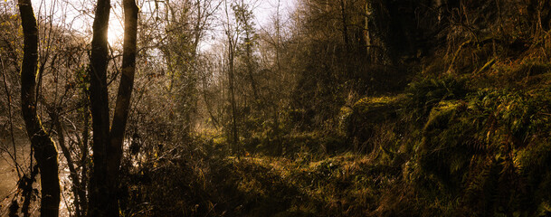 Scenic view of a dirt road between bare trees in a forest with sunlight beaming through