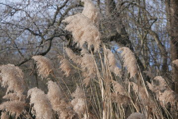 Closeup of a dry Scirpus in a field © Marco Varrone/Wirestock