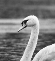 Vertical greyscale portrait of a beautiful swan © Grzegorz Łysiak/Wirestock