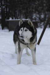 siberian husky dog