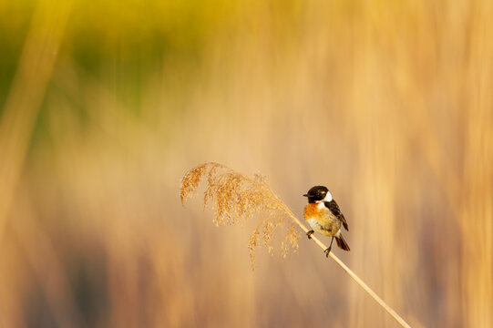 Closeup shot of a European stonechat perched on a branch