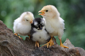 Three chicks perched on dry wood. This animal has the scientific name Gallus gallus domesticus. 